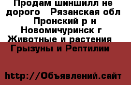 Продам шиншилл не дорого - Рязанская обл., Пронский р-н, Новомичуринск г. Животные и растения » Грызуны и Рептилии   